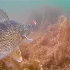 Ice Fishing with an Underwater Camera! GIANT Walleye and SO MANY other BIG FISH!