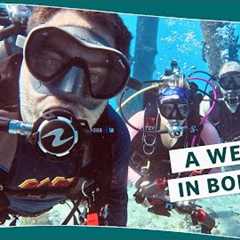 A Week of Diving in Bonaire!