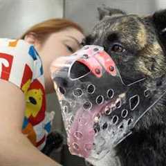Grooming a Dutch Shepherd is Not For Beginners...