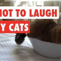 Try Not To Laugh | Funny Cat Video Compilation 2017