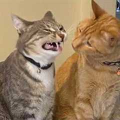 NEW Funny CAT Caught being Dramatic 😂 Funniest Cat Videos