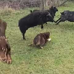 New approach to training my sheepdog puppy 