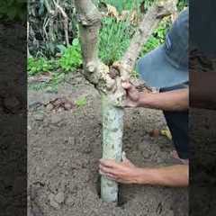 Gardening Tips and Home Garden #garden #gardening #farming