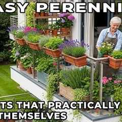 9 Easy Perennials for Pots That Practically Grow Themselves