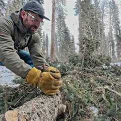 Off Grid Mountain Homestead | Cabin Build
