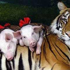 10 Most Unusual Animal Friendships In The World