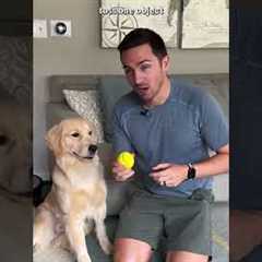 The 5 steps to teach your dog fetch!