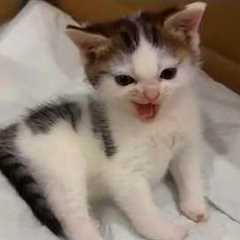 Cute Kittens Being Funny For No Reason 🤣 Funny Cat Videos 2026