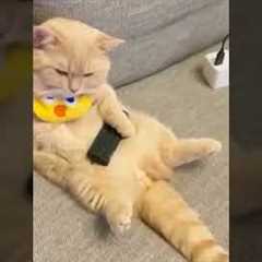 When cats think they're sneaky but FAIL spectacularly #catcomedy #shorts