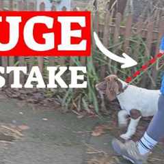 The FASTEST Way To STOP Your Dog Pulling (Guaranteed)