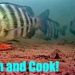 I Threw My Camera Under a Dock! Catch and Cook + Rare Fish Caught!