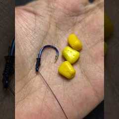 Fishing technique using three grains of corn bait 🌽 #tutorial #gtknot #fish #fishingtip..
