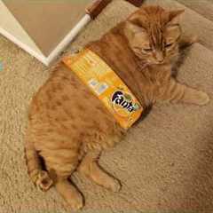 BEST Funny CAT Fails YOU NEED TO SEE in 2026 😂