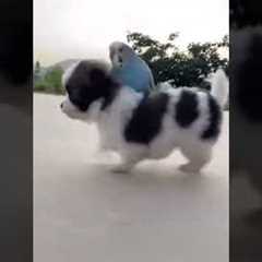 Best Animal Friendships in the World 🐶😻 Cat and Dog Friendship 🐷🐔 Funny Animal Videos