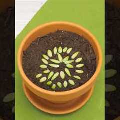 These plant tips are the secret to a lush garden!