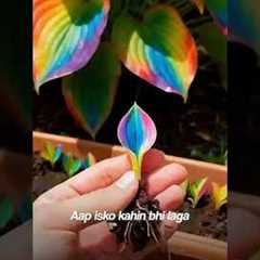 Hosta Flowers Seeds 🌿💚❄️💐#garden #gardening #plants #tree #flowers #nature #farming