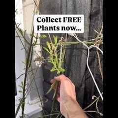 FREE plants anyone?? Verbena cuttings #plants#gardening#garden#gardeningtips #shorts