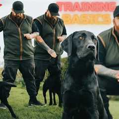 How To Teach Your Dog The Basics