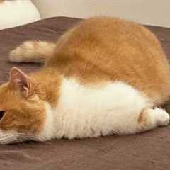 You Laugh, You Lose! 🤣 Funny Cat Videos 2026 😹 Part 123