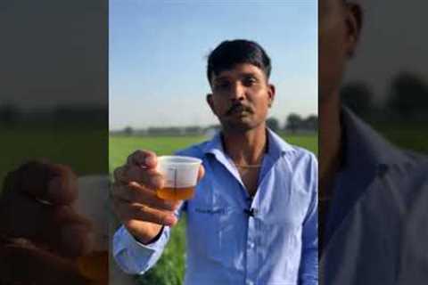 New Farming Technology 🚁 | Crop Spraying by Drone | Smart Agriculture #organicfarming #indianfarmer