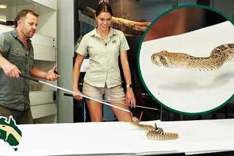 Learning To Handle DEADLIEST Exotic Snakes! | Venom Diaries