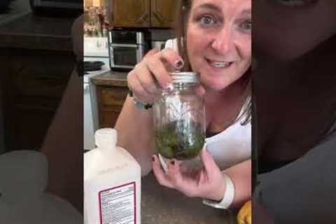 Making bug repellent at home from beautyberry leaves!