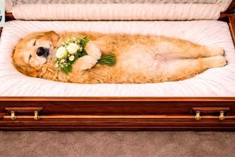Goodbye, dear Ruby!  top best dog training techniques.