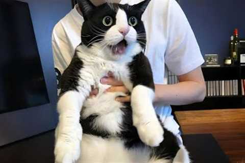 You Laugh, You Lose! 🤣 Funny Cat Videos 2026 😹 Part 100