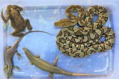 Catch beautiful reptiles, lizard,snake,frog,python that are very amazing!!