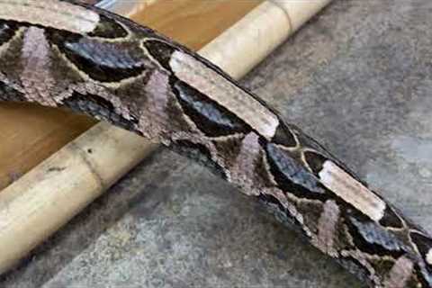 Most Dangerous Snakes at My Zoo 😳