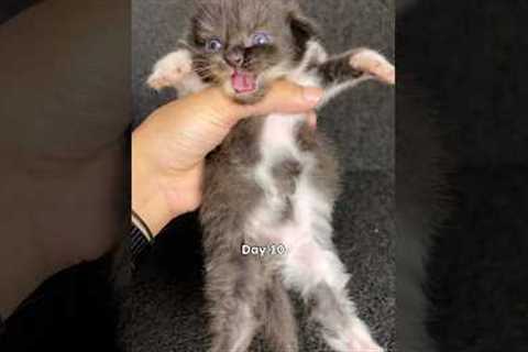 Timelapse of cute kitten growth for 72 days #kitten #cat #catlovers #timelapse #kucing