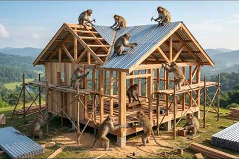 Are Monkeys Evolving? Indian Monkeys Built a Complete House in Just 24 Hours! (4K)