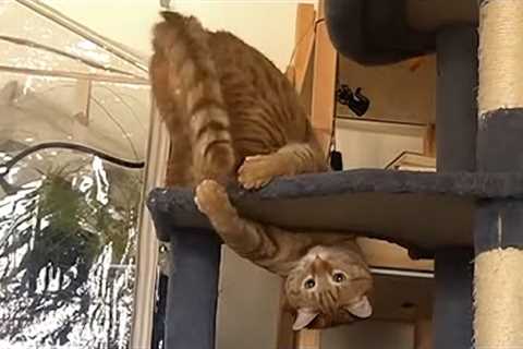 Cats Causing Chaos