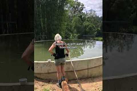 How I Built My Sustainable Natural Pool