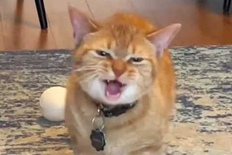 You Laugh, You Lose! 🤣 Funny Cat Videos 2026 😹 Part 102