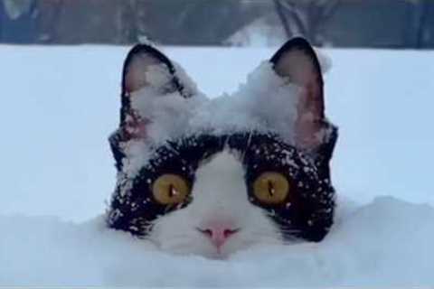 Funny Cats Against Snow! 🤣 The Funniest CATS Video 2026