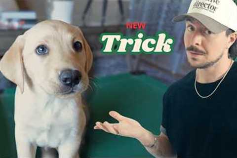 I Tried Teaching My Labrador a New Trick… Here’s What Happened