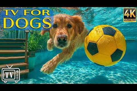 24/7 Dog TV 🎶 Anxiety Relief for Dogs While You're Away | Calming Music &amp; All-Day Videos for..