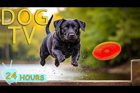 DOG TV: Ultimate Video Entertain for Dogs to Watch When Home Alone - No-Stress &amp; Relax Music..