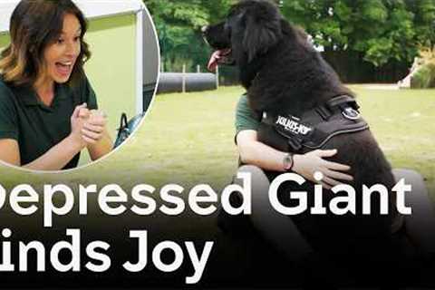 Depressed Newfoundland Befriends Family | The Dog House 🐶