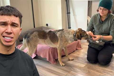Professional Dog Trainer Comes to Help Terrified Rescue