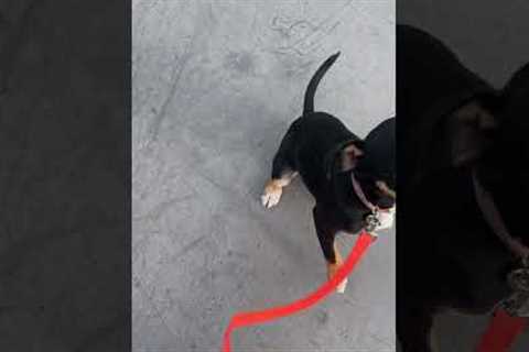 Teach dog to give into leash pressure. No more pulling!