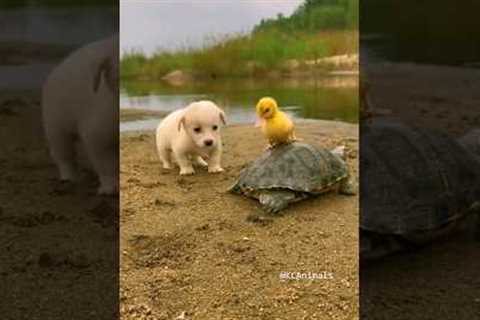 Friendship between puppy and duckling and turtle #p74 #KCAnimals #shorts