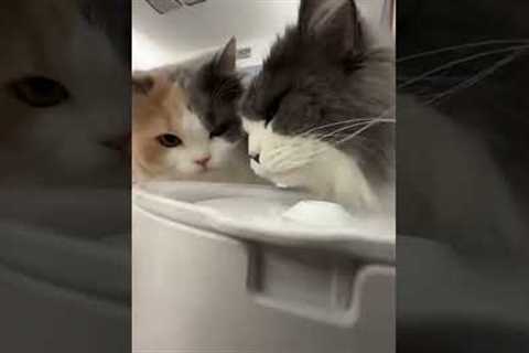 Funny cat videos #cats #funnycats #kitten #catlovers