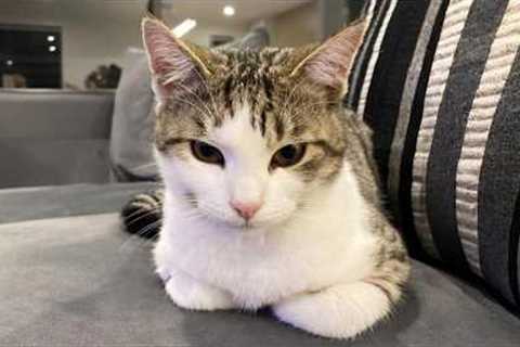 You Laugh, You Lose! 🤣 Funny Cat Videos 2026 😹 Part 105