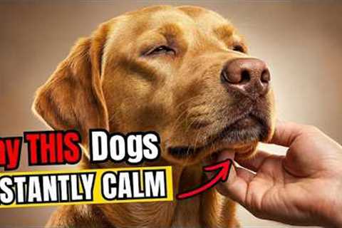 5 Phrases That Calm Any Dog Instantly — Proven by Science | Dog Body Language