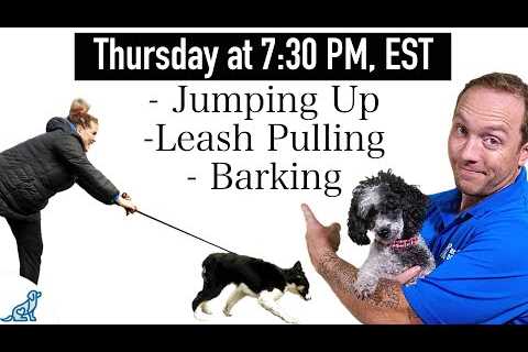 3 Dog Training Steps To Stop ANY Unwanted Behavior!