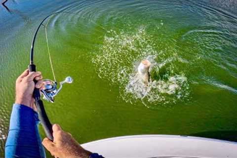 Session Of A Lifetime! Solo Barramundi Sight Fishing POV Madness (part 1/2).