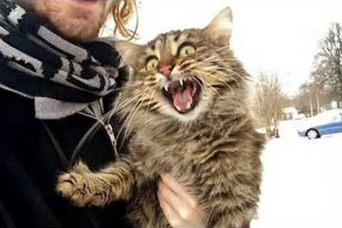 Funny Cats React to Crazy Weather 🤣 The Funniest CATS Video 2026