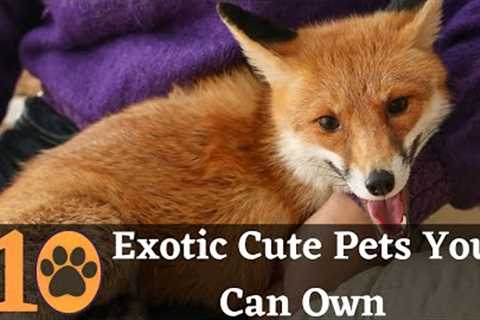 Top 10 Cute Exotic Pets you can Own
